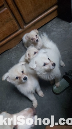 German Spiz Dog Pappy